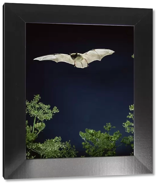 RF- Serotine bat (Vespertilio serotinus) in flight above Hogweed. Captive, UK