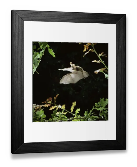 Framed Print : Long eared bat {Plecotus auritus} flying among oak leaves. Captive, UK