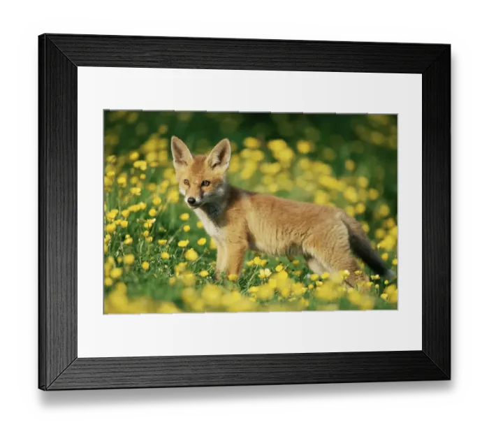 Framed Print : Red fox {Vulpes vulpes} cub in field of buttercups. UK Framed Print : Red fox {Vulpes vulpes} cub in field of buttercups. UK