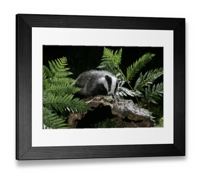 Framed Print : European badger {Meles meles} foraging in woodland. Scotland, UK Framed Print : European badger {Meles meles} foraging in woodland. Scotland, UK