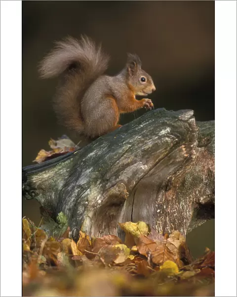 Red squirrel {Sciurus vulgaris} autumn, Cairngorms National Park, Scotland