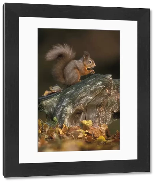 Red squirrel {Sciurus vulgaris} autumn, Cairngorms National Park, Scotland