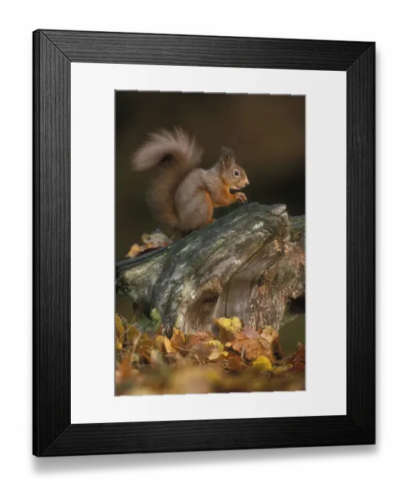 Framed Print : Red squirrel {Sciurus vulgaris} autumn, Cairngorms National Park, Scotland Framed Print : Red squirrel {Sciurus vulgaris} autumn, Cairngorms National Park, Scotland