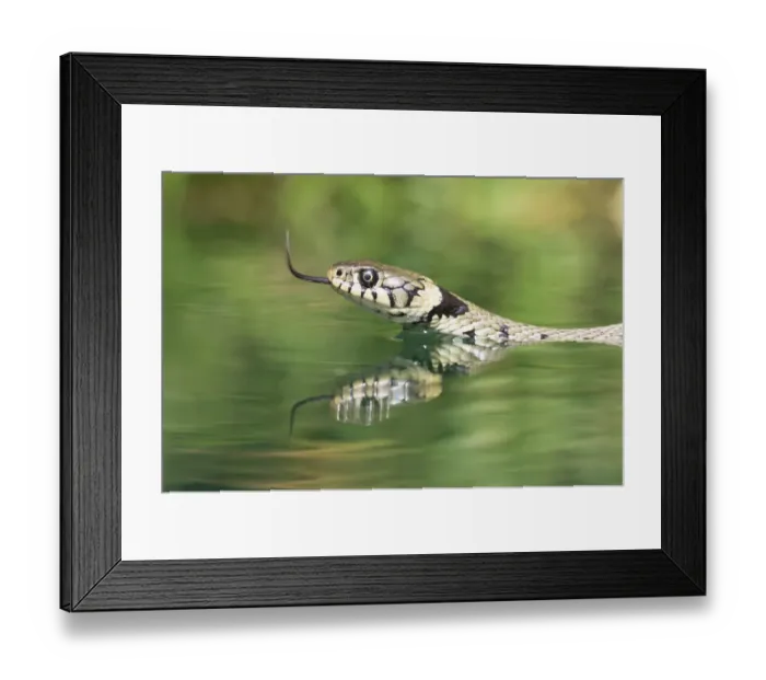Framed Print : Grass snake {Natrix natrix} swimming. Captive. UK Framed Print : Grass snake {Natrix natrix} swimming. Captive. UK