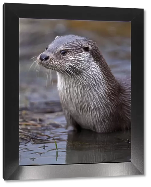 Otter {Lutra lutra} adult male portrait, UK, captive
