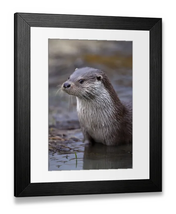 Framed Print : Otter {Lutra lutra} adult male portrait, UK, captive Framed Print : Otter {Lutra lutra} adult male portrait, UK, captive
