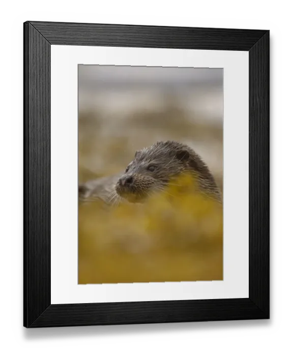 Framed Print : European river otter (Lutra lutra) partially concealed by seaweed, Isle of Mull, Scotland Framed Print : European river otter (Lutra lutra) partially concealed by seaweed, Isle of Mull, Scotland