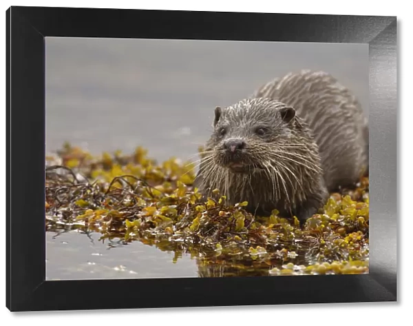 European river otter (Lutra lutra) adult on a seaweed covered rock, Isle of Mull