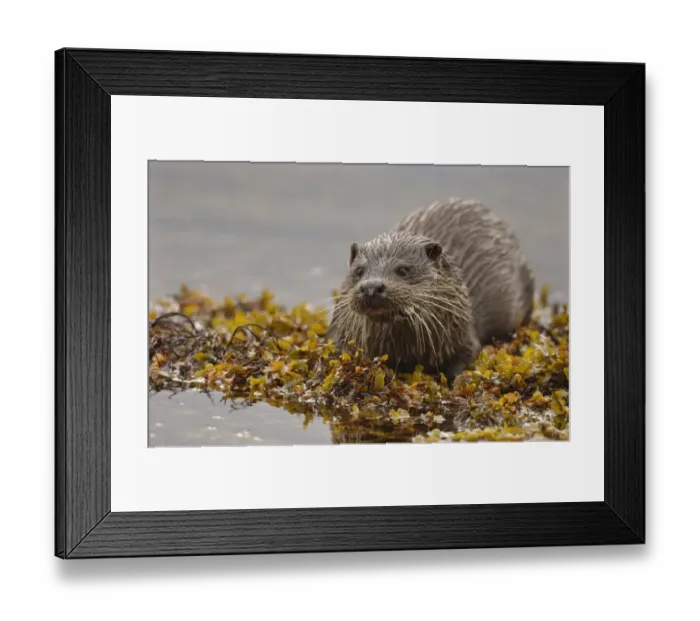 Framed Print : European river otter (Lutra lutra) adult on a seaweed covered rock, Isle of Mull Framed Print : European river otter (Lutra lutra) adult on a seaweed covered rock, Isle of Mull