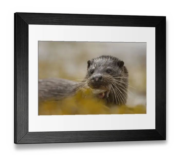 Framed Print : European river otter (Lutra lutra) adult returns to shore with a large fish in its mouth Framed Print : European river otter (Lutra lutra) adult returns to shore with a large fish in its mouth