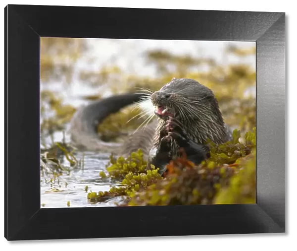 European river otter (Lutra lutra) holding fish amongst wetland vegetation. Island of Mull