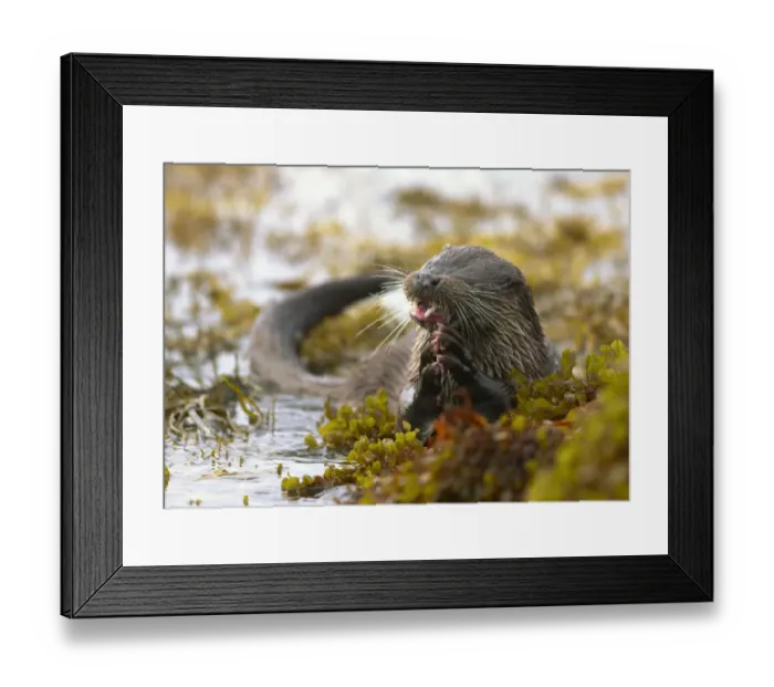 Framed Print : European river otter (Lutra lutra) holding fish amongst wetland vegetation. Island of Mull Framed Print : European river otter (Lutra lutra) holding fish amongst wetland vegetation. Island of Mull