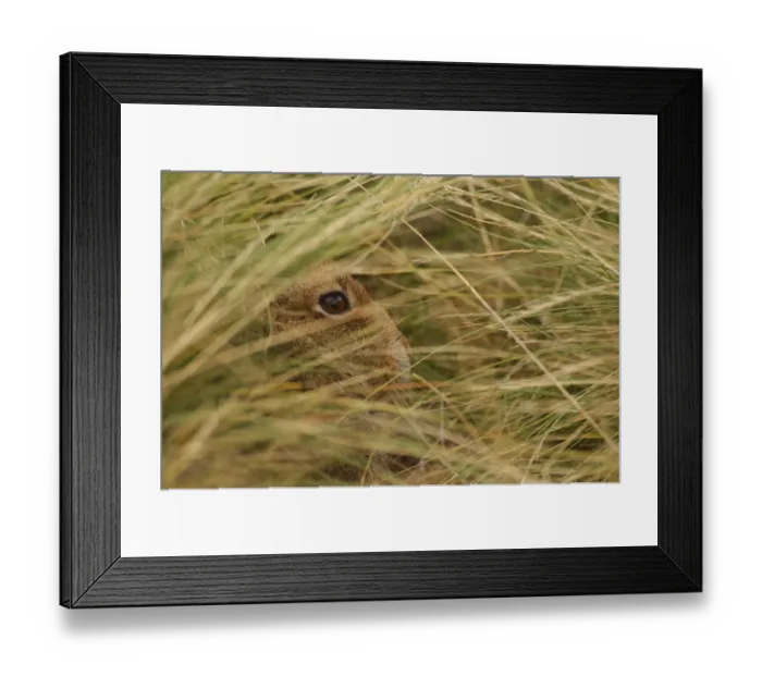 Framed Print : Mountain hare {Lepus timidus} sub-adult leveret concealed in its hiding place in grass Framed Print : Mountain hare {Lepus timidus} sub-adult leveret concealed in its hiding place in grass