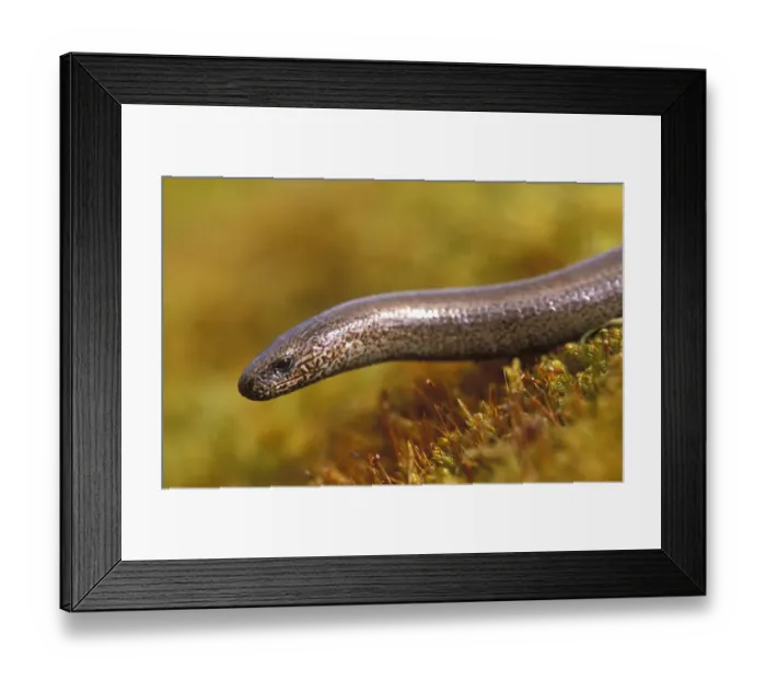 Framed Print : Slow Worm {Anguis fragilis} female Cairngorms, Scotland, UK Framed Print : Slow Worm {Anguis fragilis} female Cairngorms, Scotland, UK