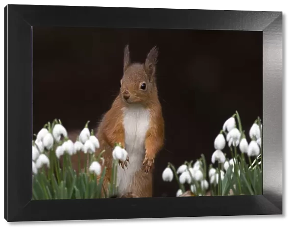 Red squirrel {Sciurus vulgaris} portrait with snowdrops, UK
