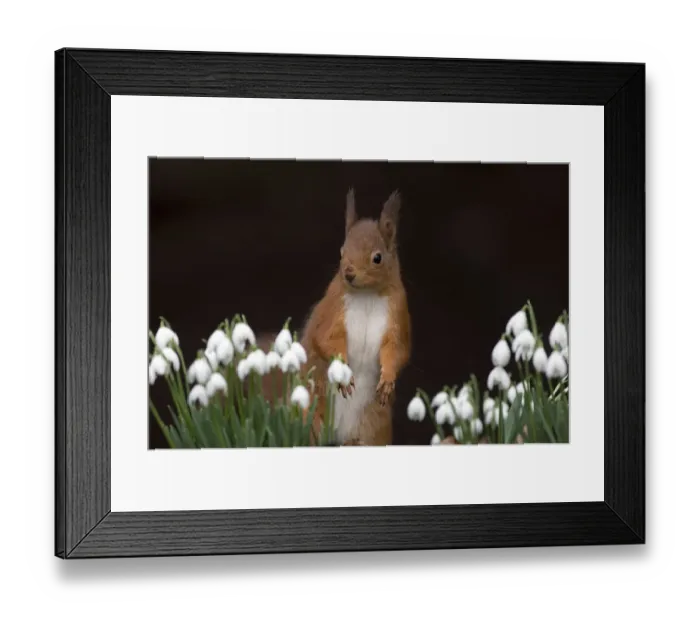 Framed Print : Red squirrel {Sciurus vulgaris} portrait with snowdrops, UK