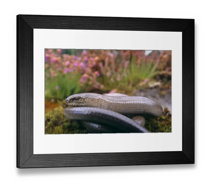 Framed Print : Slow worm {Anguis fragilis} adult male, Dorset, UK Framed Print : Slow worm {Anguis fragilis} adult male, Dorset, UK