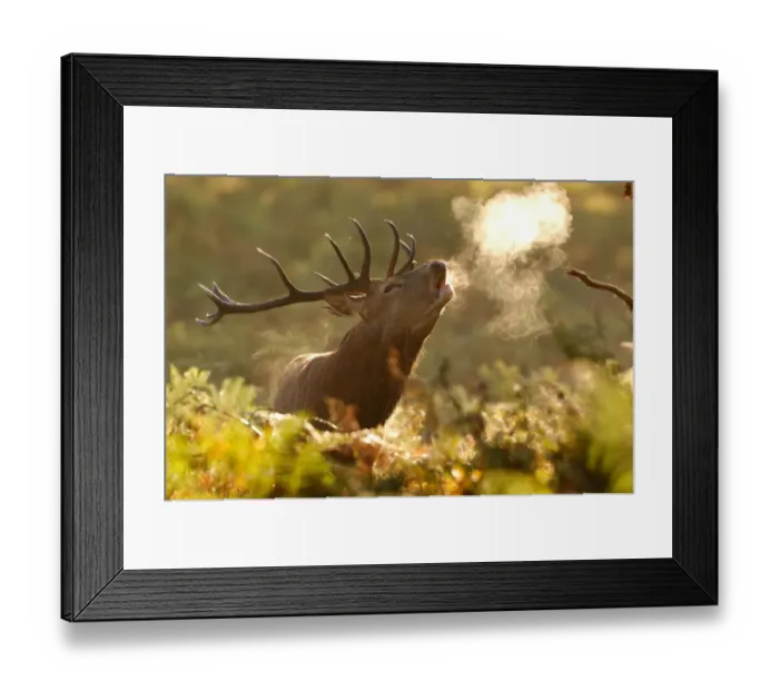 Framed Print : Red deer stag (Cervus elaphus) bellowing in rutting season in morning with steam Framed Print : Red deer stag (Cervus elaphus) bellowing in rutting season in morning with steam
