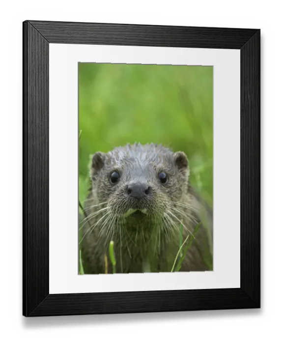 Framed Print : European river otter {Lutra lutra} face portrait, captive, UK Framed Print : European river otter {Lutra lutra} face portrait, captive, UK