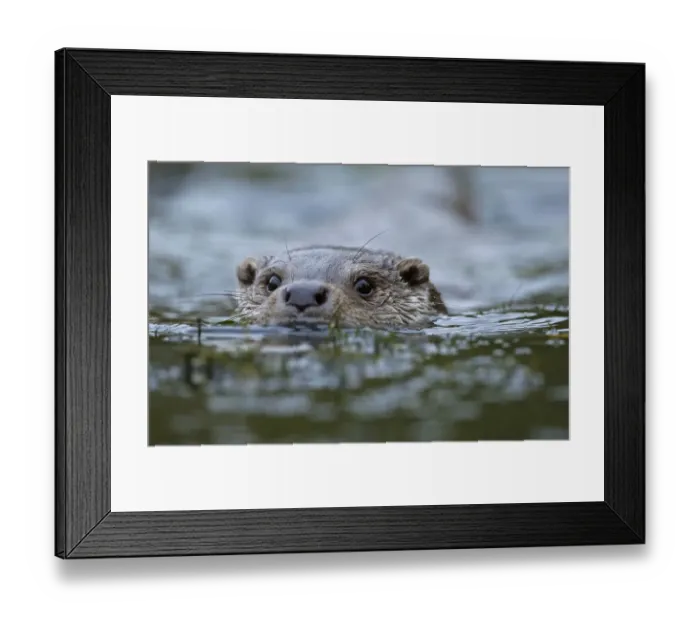 Framed Print : Otter {Lutra lutra} adult male swimming in river, UK, captive Framed Print : Otter {Lutra lutra} adult male swimming in river, UK, captive
