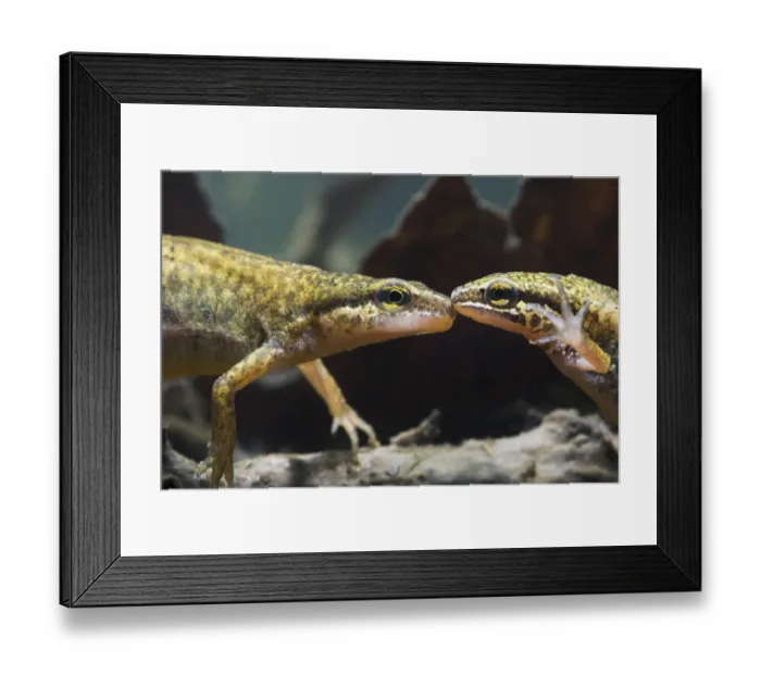 Framed Print : Palmate newt (Triturus helveticus) male and female underwater, captive Framed Print : Palmate newt (Triturus helveticus) male and female underwater, captive