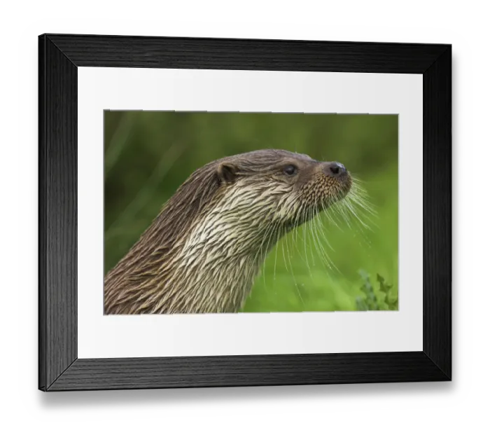 Framed Print : RF- Male Dog Otter / Eurasian Otter (Lutra lutra) head profile, captive, England Framed Print : RF- Male Dog Otter / Eurasian Otter (Lutra lutra) head profile, captive, England