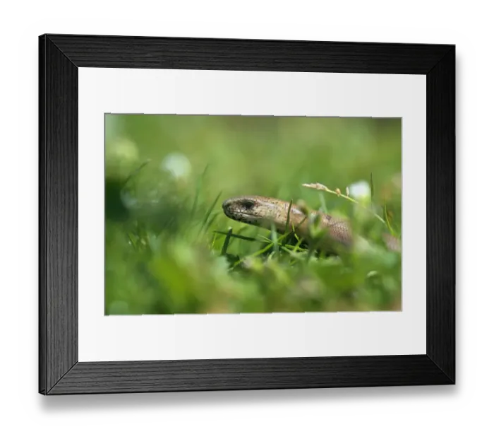 Framed Print : Slow worm {Anguis fragilis} UK Framed Print : Slow worm {Anguis fragilis} UK