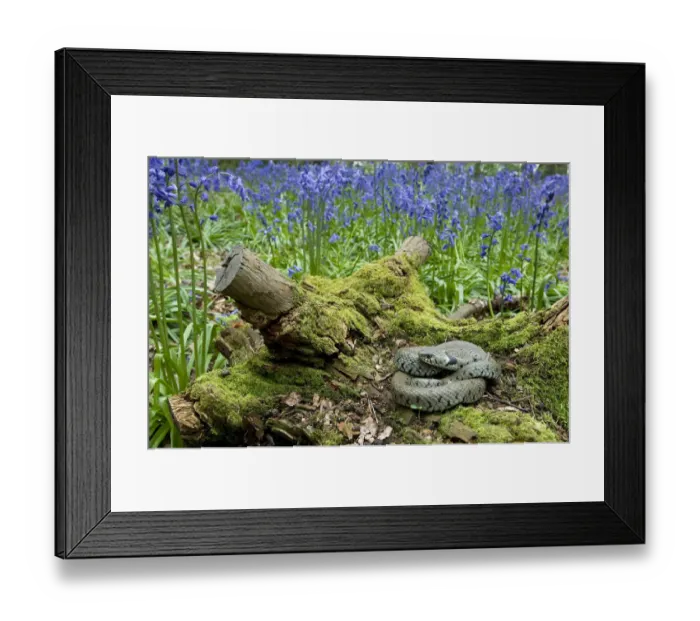 Framed Print : Grass snake (Natrix natrix) basking on tree stump among Bluebells, Hertfordshire, England Framed Print : Grass snake (Natrix natrix) basking on tree stump among Bluebells, Hertfordshire, England