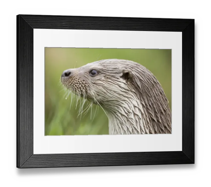 Framed Print : Portrait of European river otter {Lutra lutra} captive, UK Framed Print : Portrait of European river otter {Lutra lutra} captive, UK