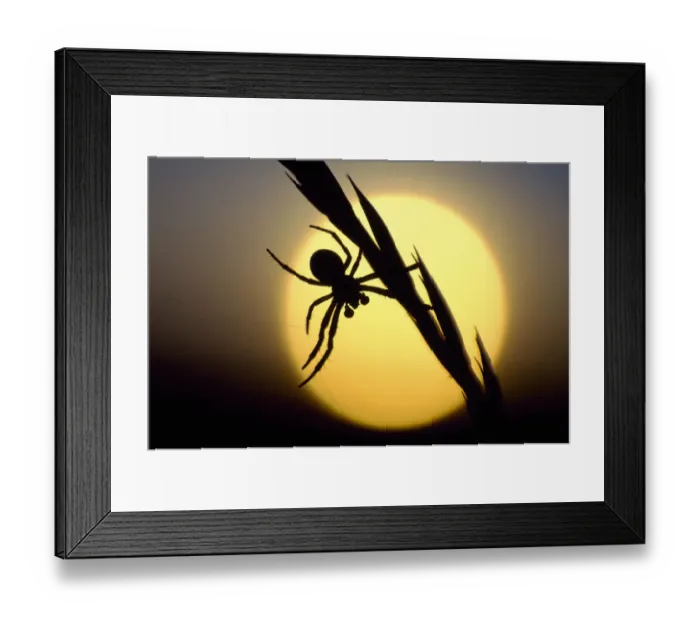 Framed Print : Silhouette of spider at sunset, Berwickshire, Scotland, August Framed Print : Silhouette of spider at sunset, Berwickshire, Scotland, August
