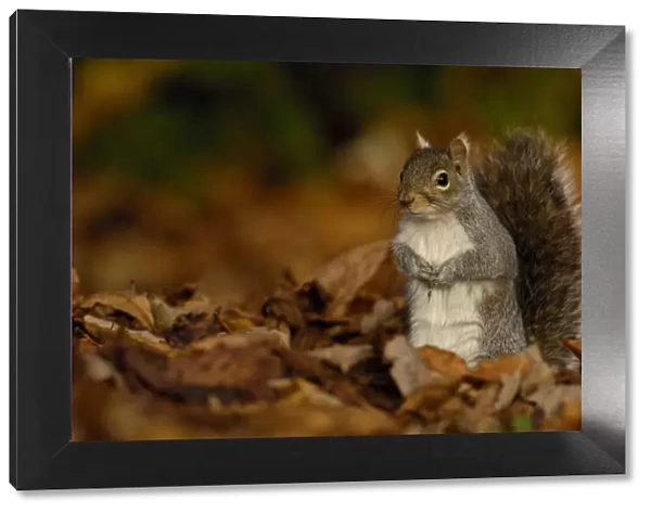 Grey squirrel {Sciurus carolinensis} adult standing alert among the fallen leaves