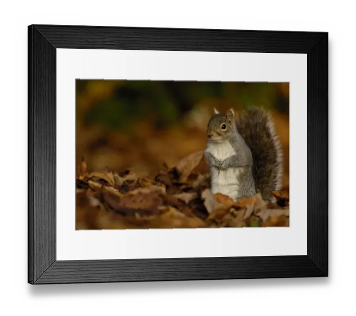 Framed Print : Grey squirrel {Sciurus carolinensis} adult standing alert among the fallen leaves Framed Print : Grey squirrel {Sciurus carolinensis} adult standing alert among the fallen leaves