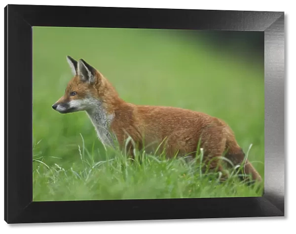 Red fox {Vulpes vulpes} portrait of a curious cub, Derbyshire, UK