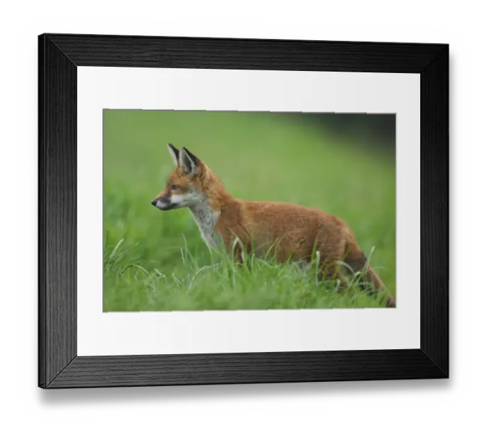 Framed Print : Red fox {Vulpes vulpes} portrait of a curious cub, Derbyshire, UK Framed Print : Red fox {Vulpes vulpes} portrait of a curious cub, Derbyshire, UK
