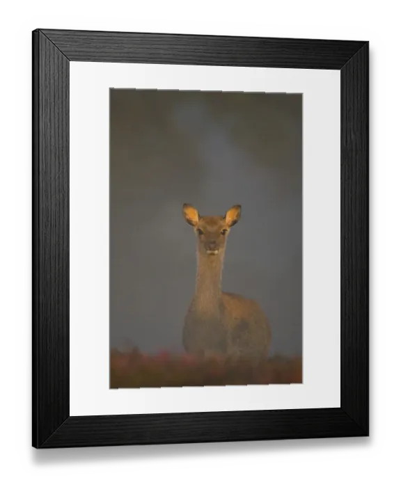 Framed Print : Sika deer (Cervus nippon) calf lit by gentle morning sunlight filtering through a thick mist