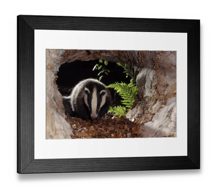Framed Print : Badger (Meles meles) cub inside hollow log, Berwickshire, Scotland, UK, June Framed Print : Badger (Meles meles) cub inside hollow log, Berwickshire, Scotland, UK, June