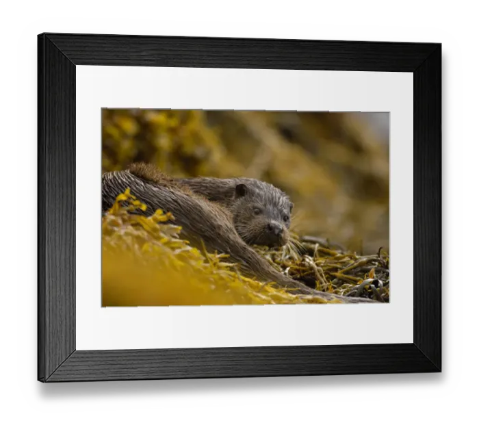 Framed Print : European river otter (Lutra lutra) adult amongst seaweed, Isle of Mull, Scotland, UK Framed Print : European river otter (Lutra lutra) adult amongst seaweed, Isle of Mull, Scotland, UK