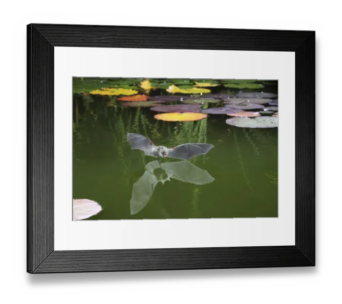 Framed Print : Natterers bat (Myotis nattereri) flying in to drink from the surface of a pond Framed Print : Natterers bat (Myotis nattereri) flying in to drink from the surface of a pond