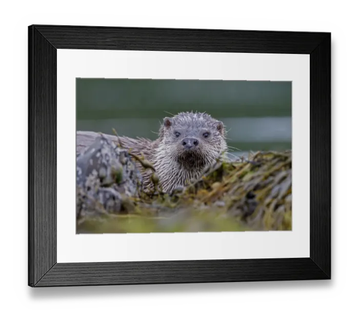 Framed Print : European river otter {Lutra lutra} among seaweed, Isle of Mull, Inner Hebrides, Scotland Framed Print : European river otter {Lutra lutra} among seaweed, Isle of Mull, Inner Hebrides, Scotland