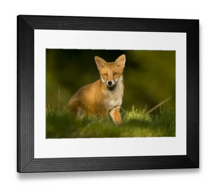 Framed Print : Red fox (Vulpes vulpes) sitting, Corstorphine, Edinburgh, UK