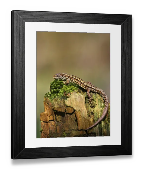 Framed Print : Common / Viviparous lizard (Lacerta vivipera) on mossy stone. Derbyshire, UK, April Framed Print : Common / Viviparous lizard (Lacerta vivipera) on mossy stone. Derbyshire, UK, April