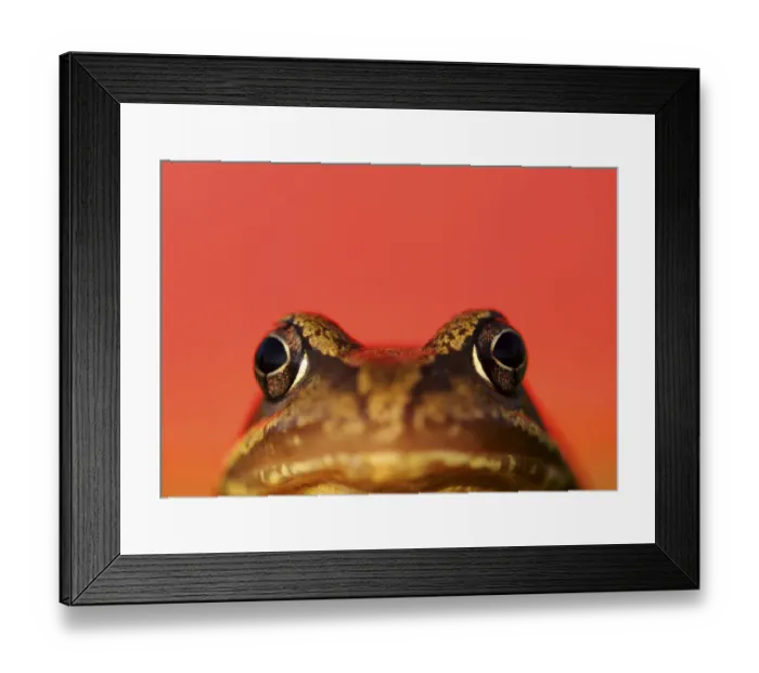 Framed Print : RF- Common frog (Rana temporaria) portrait with red background. UK Framed Print : RF- Common frog (Rana temporaria) portrait with red background. UK
