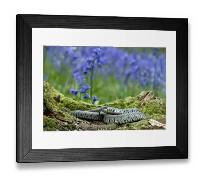 Framed Print : Grass snake (Natrix natrix) tasting the air for danger while basking on tree stump among Bluebells Framed Print : Grass snake (Natrix natrix) tasting the air for danger while basking on tree stump among Bluebells