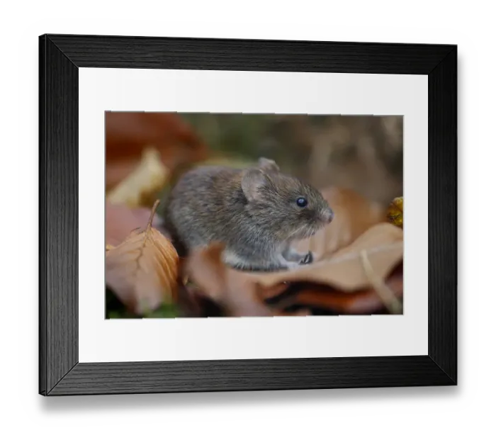 Framed Print : Bank vole {Clethrionomys glareolus} among autumn leaves and moss, Peak District NP Framed Print : Bank vole {Clethrionomys glareolus} among autumn leaves and moss, Peak District NP