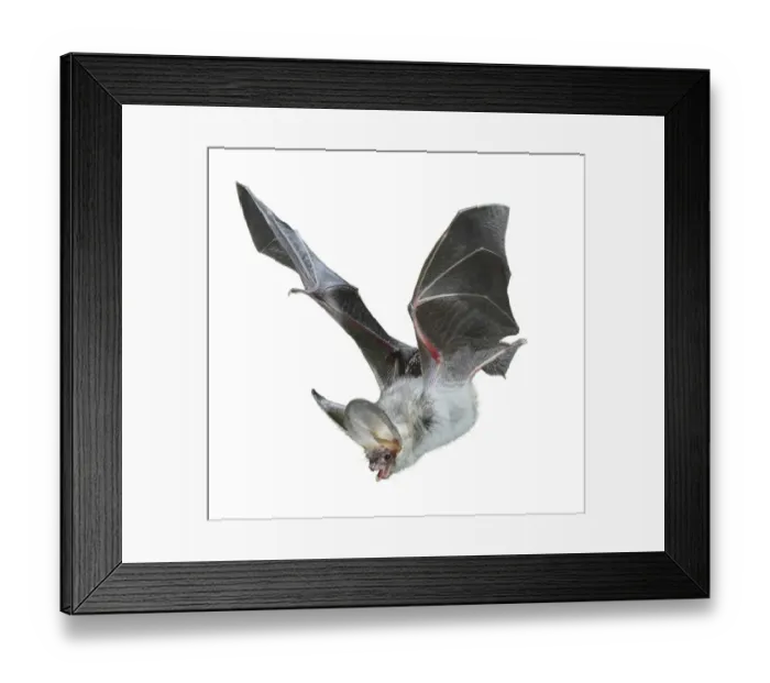 Framed Print : Brown long eared bat (Plecotus auritus) in flight, Surrey, UK Framed Print : Brown long eared bat (Plecotus auritus) in flight, Surrey, UK