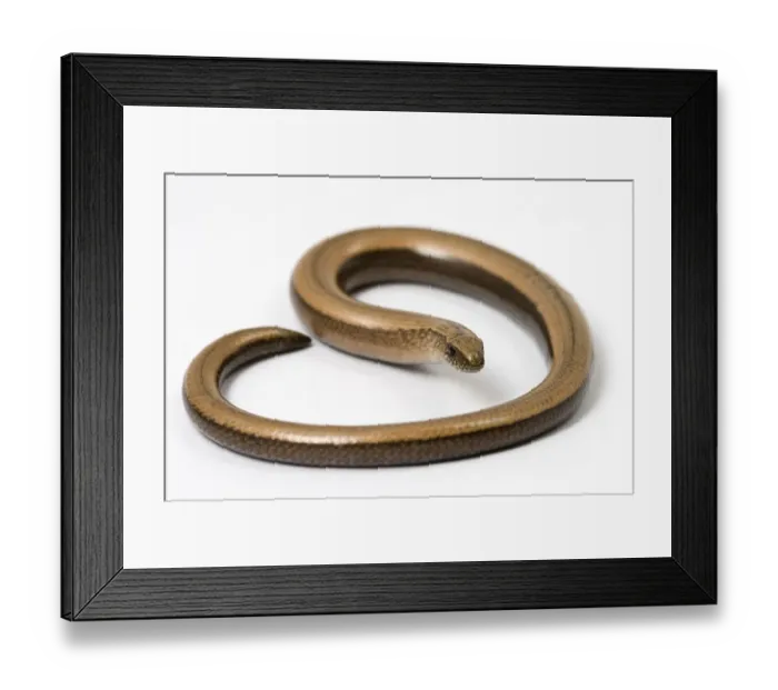Framed Print : Slow worm (Anguis fragilis) Framed Print : Slow worm (Anguis fragilis)