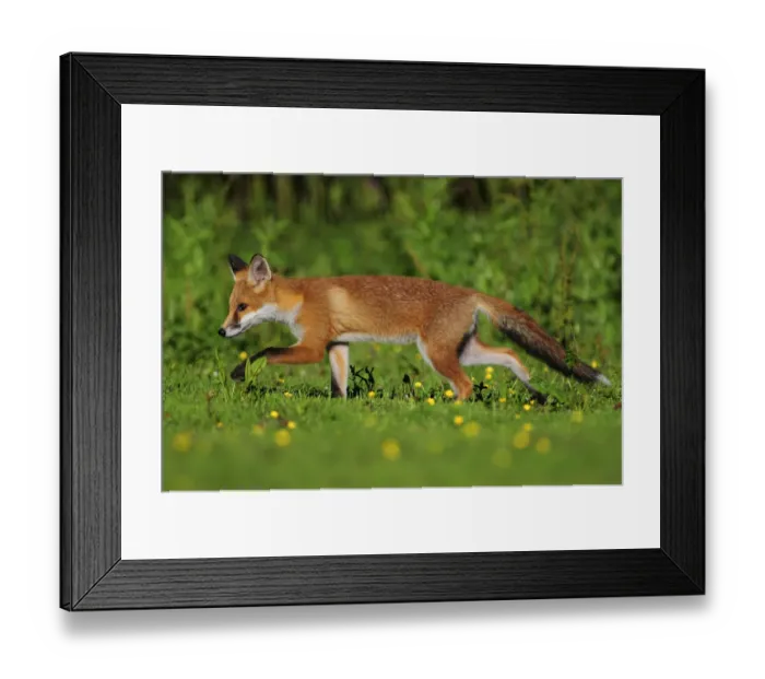 Framed Print : Three month old Red fox (Vulpes vulpes) cub walking through meadow, Dorset, England Framed Print : Three month old Red fox (Vulpes vulpes) cub walking through meadow, Dorset, England