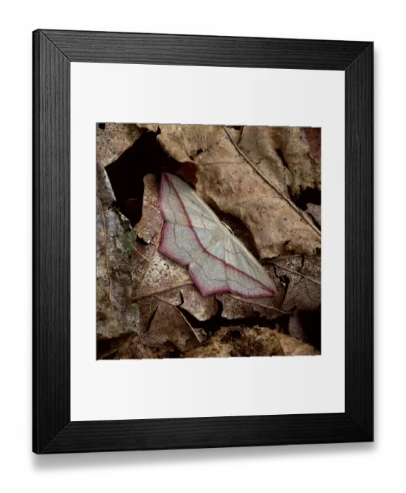 Framed Print : Blood-vein moth (Timandra griseata) on fallen leaves, Nottingham, UK, August Framed Print : Blood-vein moth (Timandra griseata) on fallen leaves, Nottingham, UK, August