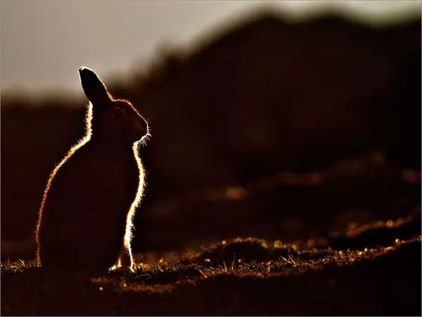 Mountain hare (Lepus timidus) silhouette at dusk in late summer. Scotland, October