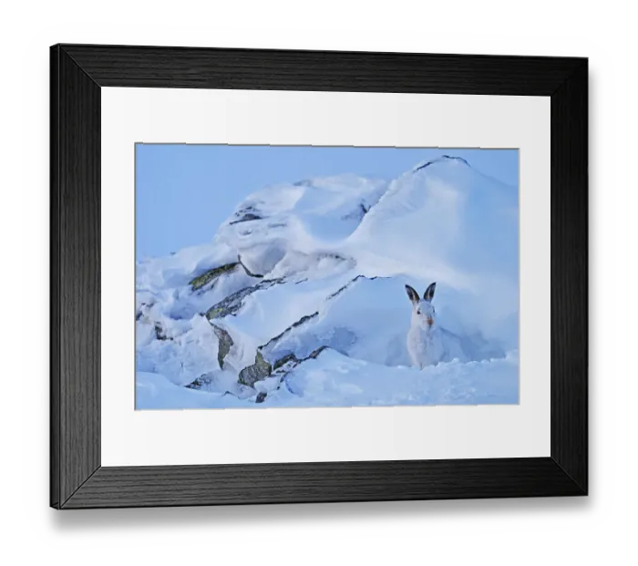 Framed Print : Mountain hare (Lepus timidus) sheltering on a winter day. Cairngorms National Park, Scotland, March